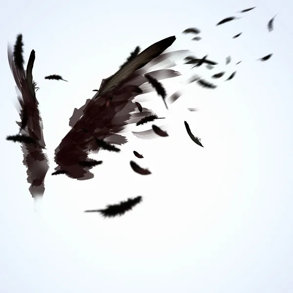 Black wings — Stock Photo, Image