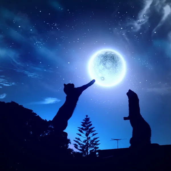 Silhouettes of animals in night sky — Stock Photo, Image