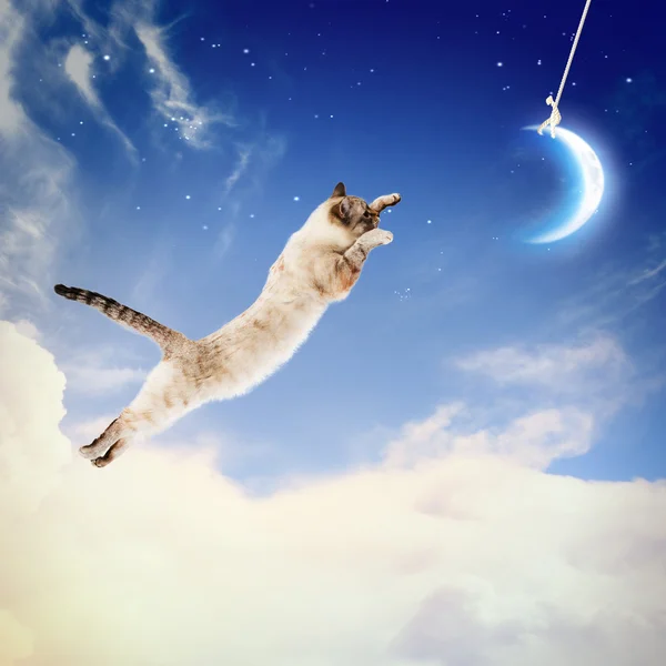 Kočka lov měsíc — Stock fotografie
