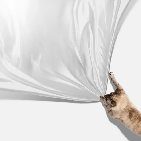 シャム猫 — ストック写真