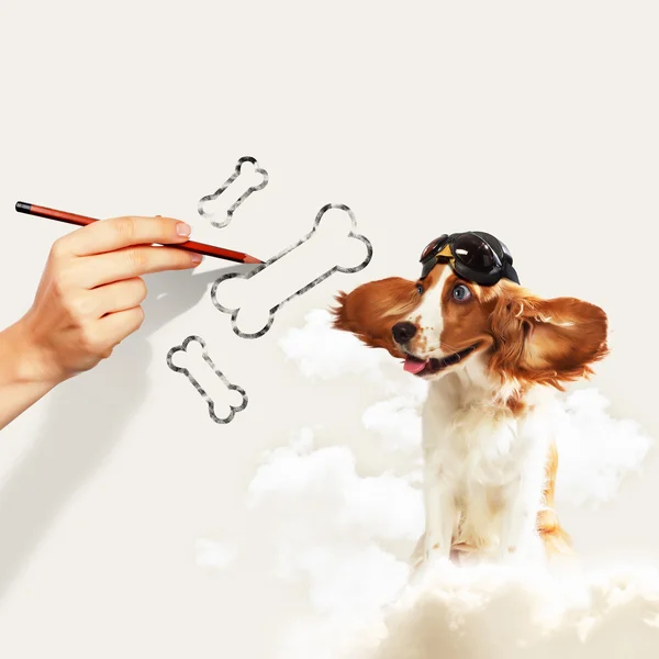Funny spaniel dog — Stock Photo, Image