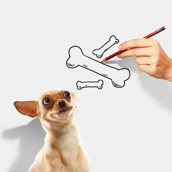 Little funny dog — Stock Photo, Image