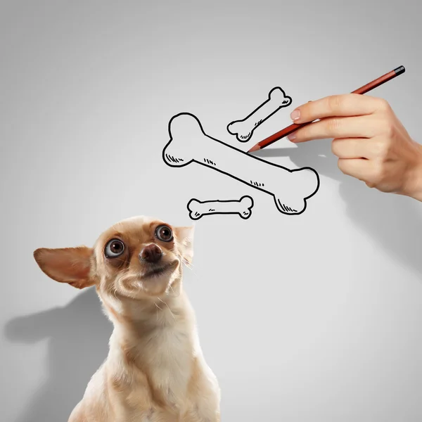 Little funny dog — Stock Photo, Image