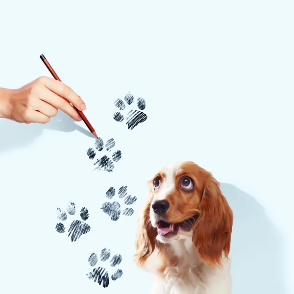 Lustiger Spaniel-Hund — Stockfoto