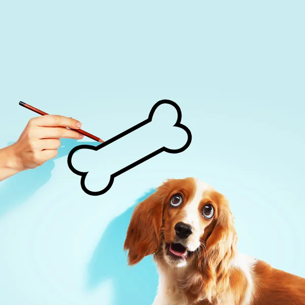 Hungry spaniel dog — Stock Photo, Image