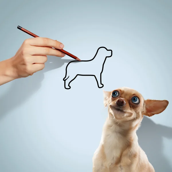 Kleiner lustiger Hund — Stockfoto