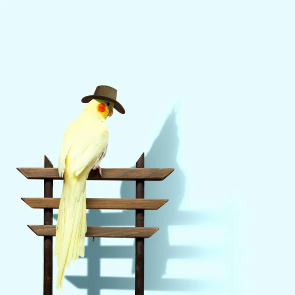 Смешной попугай в шляпе — стоковое фото