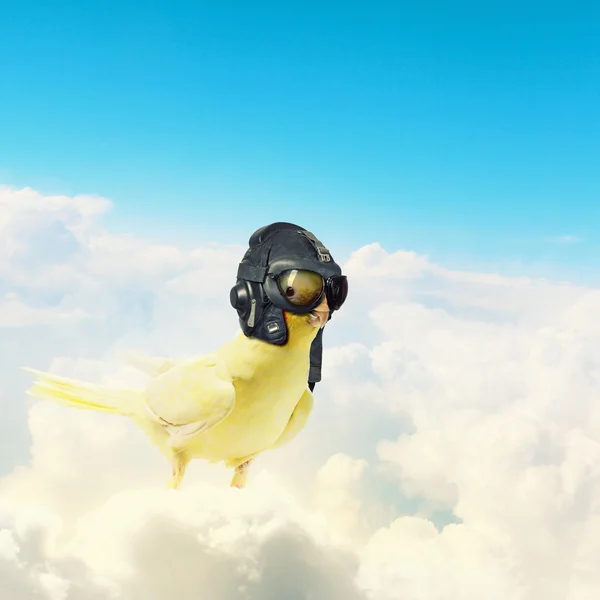 Papoušek v pilotní klobouku — Stock fotografie