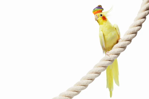 Funny parrot in hat — Stock Photo, Image