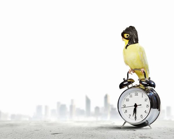 Loro en sombrero piloto — Foto de Stock