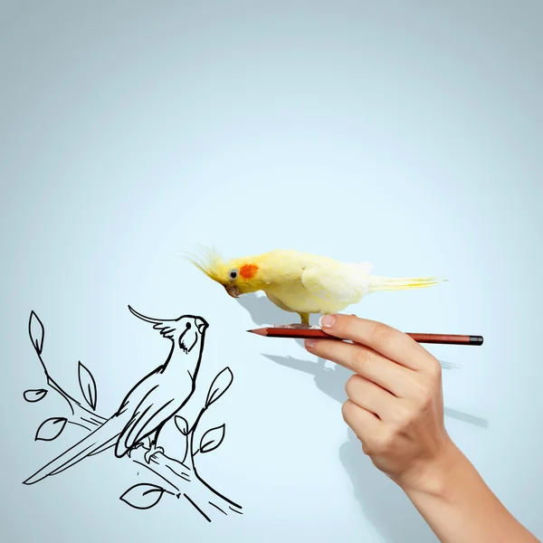 นกแก้วนั่งอยู่บนมือ — ภาพถ่ายสต็อก