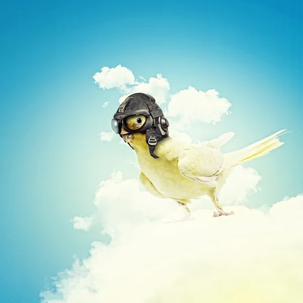 นกแก้วในหมวกนักบิน — ภาพถ่ายสต็อก