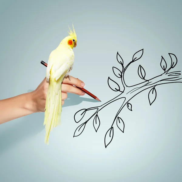 Papagaio sentado na mão — Fotografia de Stock