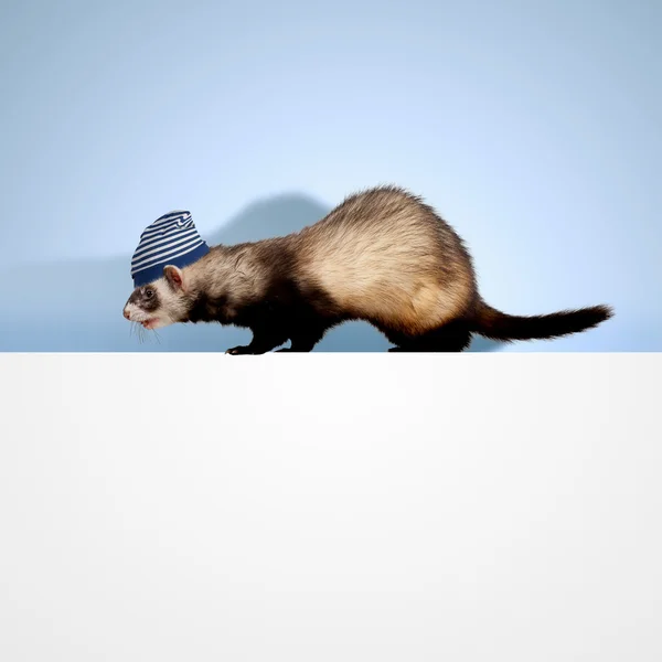 Polecat sitting on banner — Stock Photo, Image