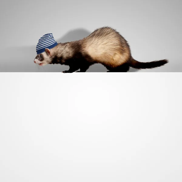 Polecat sentado no banner — Fotografia de Stock