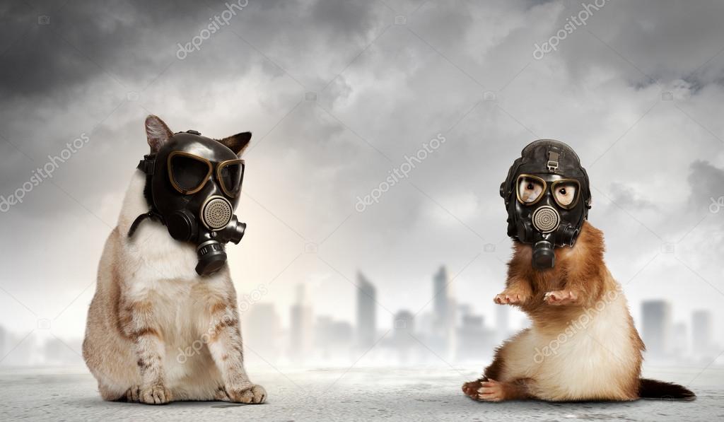 Cat and ferret in gas masks