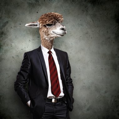 Portrait of a funny camel in a business suit clipart