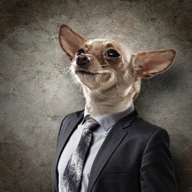 Takım elbiseli bir köpek komik portresi