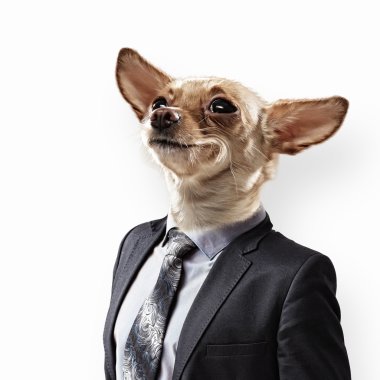 Takım elbiseli bir köpek komik portresi
