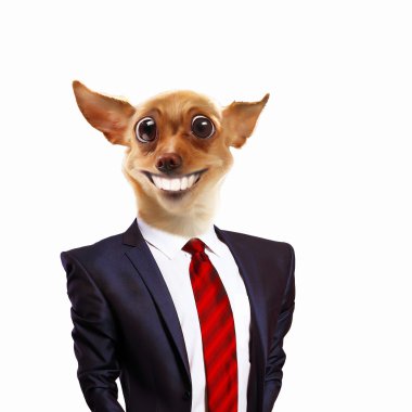 Takım elbiseli bir köpek komik portresi