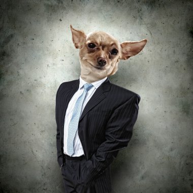 Takım elbiseli bir köpek komik portresi