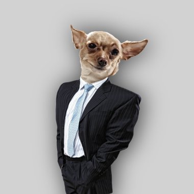 Takım elbiseli bir köpek komik portresi