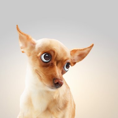 Komik köpek portresi