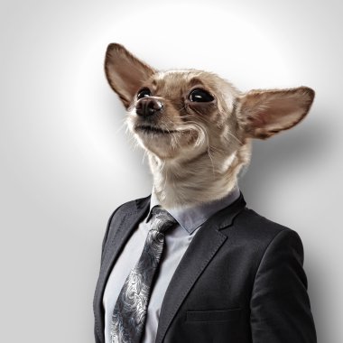 Takım elbiseli bir köpek komik portresi