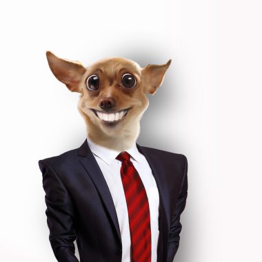 Takım elbiseli bir köpek komik portresi