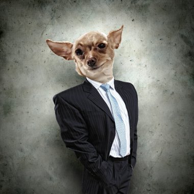 Takım elbiseli bir köpek komik portresi
