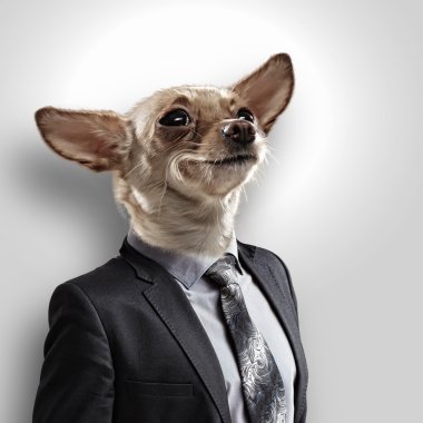 Takım elbiseli bir köpek komik portresi