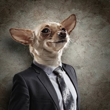Takım elbiseli bir köpek komik portresi