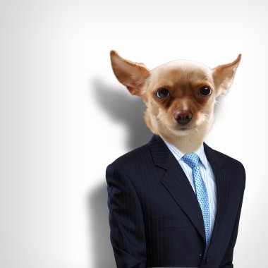 Takım elbiseli bir köpek komik portresi