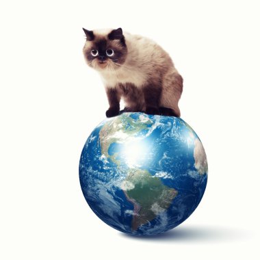 komik tüylü kedi renk arka plan