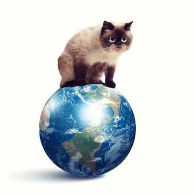 komik tüylü kedi renk arka plan