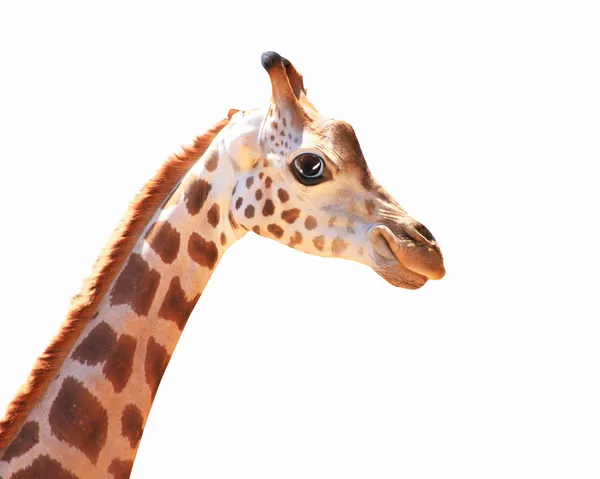 Fang szórakoztató foltos zsiráf — Stock Fotó