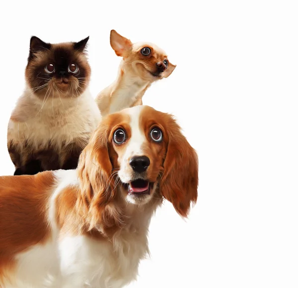 Three home pets — Stock Photo, Image