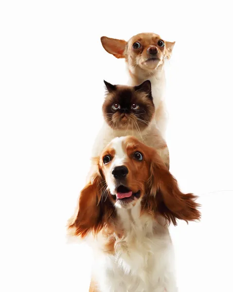 Three home pets — Stock Photo, Image