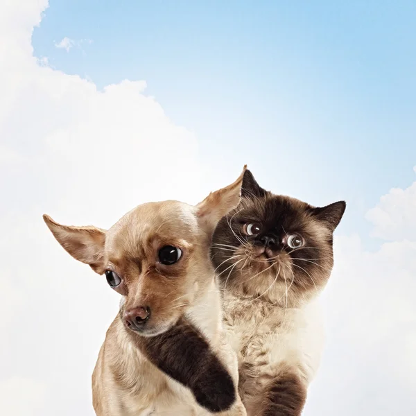 Twee thuis huisdieren — Stockfoto