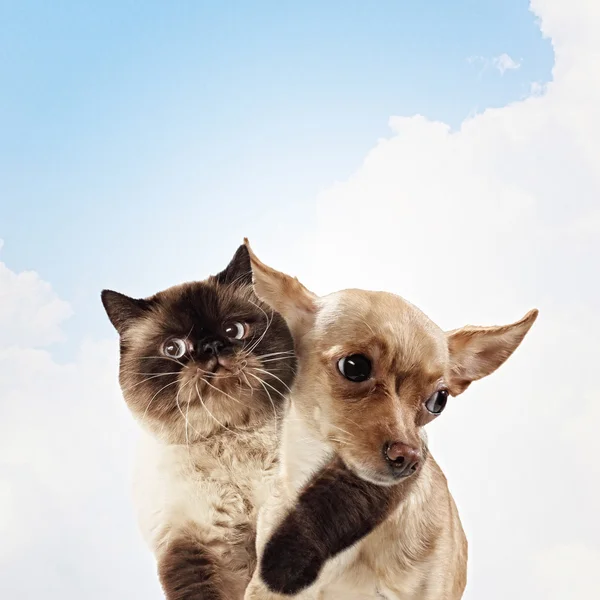 두 가정 애완 동물 — 스톡 사진