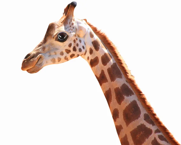 Muzzle divertido manchado girafa — Fotografia de Stock