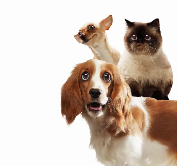 Three home pets — Stock Photo, Image