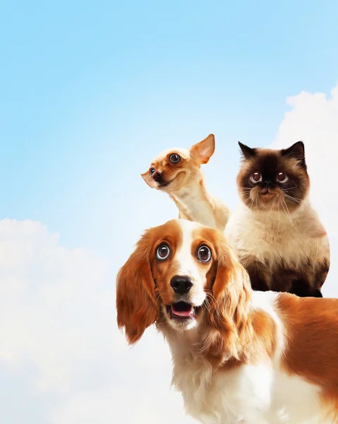 Three home pets — Stock Photo, Image