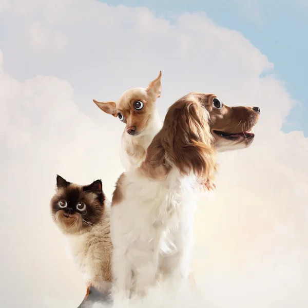 Drei Haustiere — Stockfoto