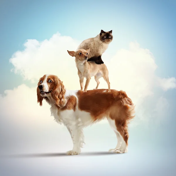 Drie huis huisdieren — Stockfoto