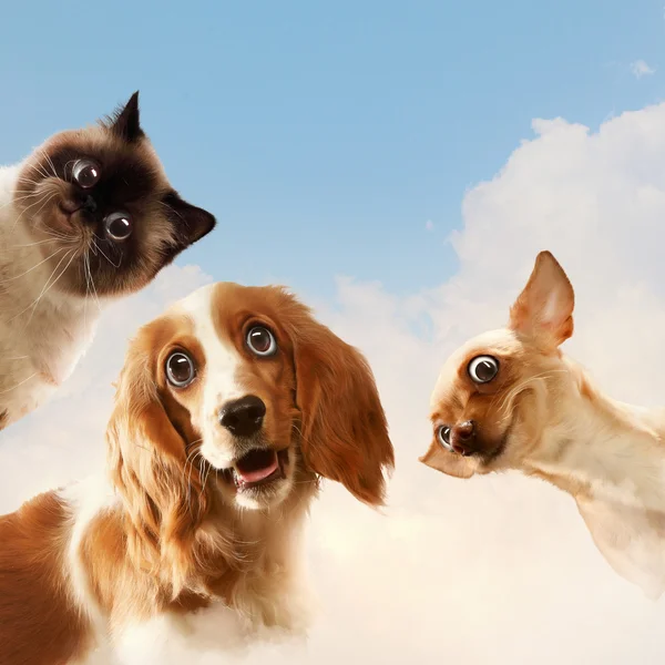 Drei Haustiere — Stockfoto