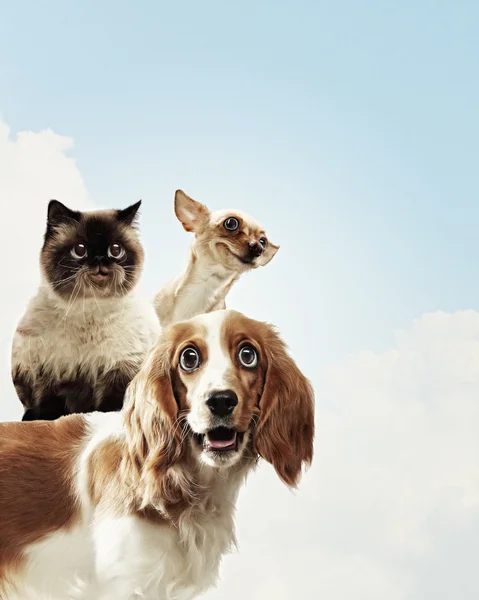 3 가정 애완 동물 — 스톡 사진