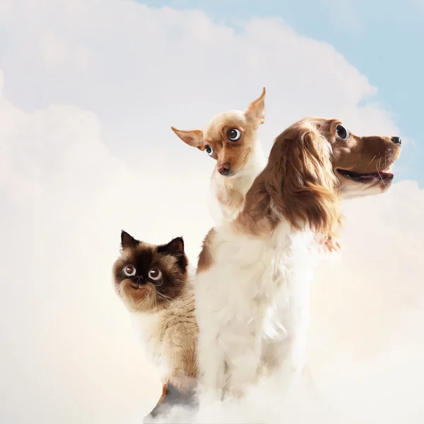 Tre hem husdjur — Stockfoto