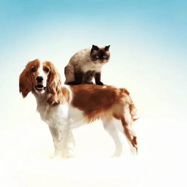 Två hem husdjur — Stockfoto