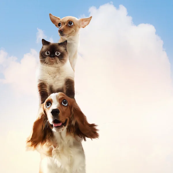 Tres mascotas caseras — Foto de Stock